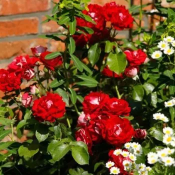Rosso - Rose per aiuole (Polyanthe – Floribunde) - Rosa ad alberello0
