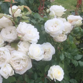Finom, meleg krémfehér tónusú, selymes felületű szirmok. - teahibrid rózsa - erős, hosszan tartó illatú rózsa - mézre emlékeztető aromájú
