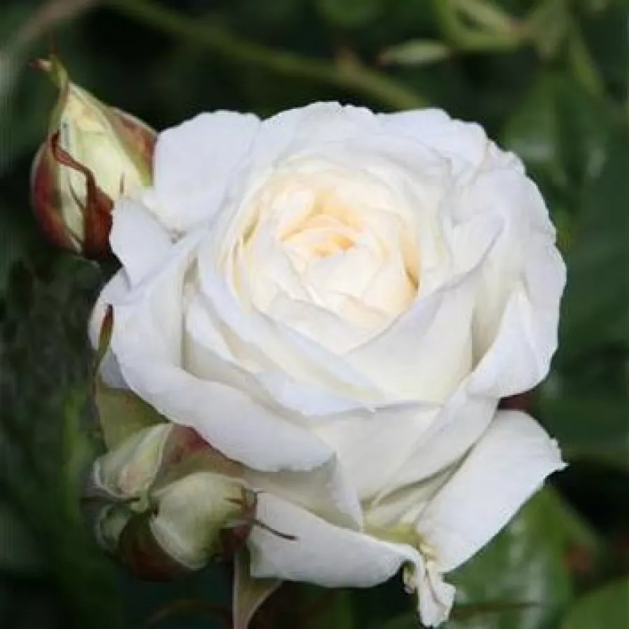 Biały - Róża - Claus Dalby™ - róże sklep internetowy
