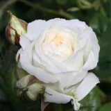 Hybrydowa róża herbaciana - róża o intensywnym zapachu - kwaśny zapach - sadzonki róż sklep internetowy - online - Rosa Claus Dalby™ - biały