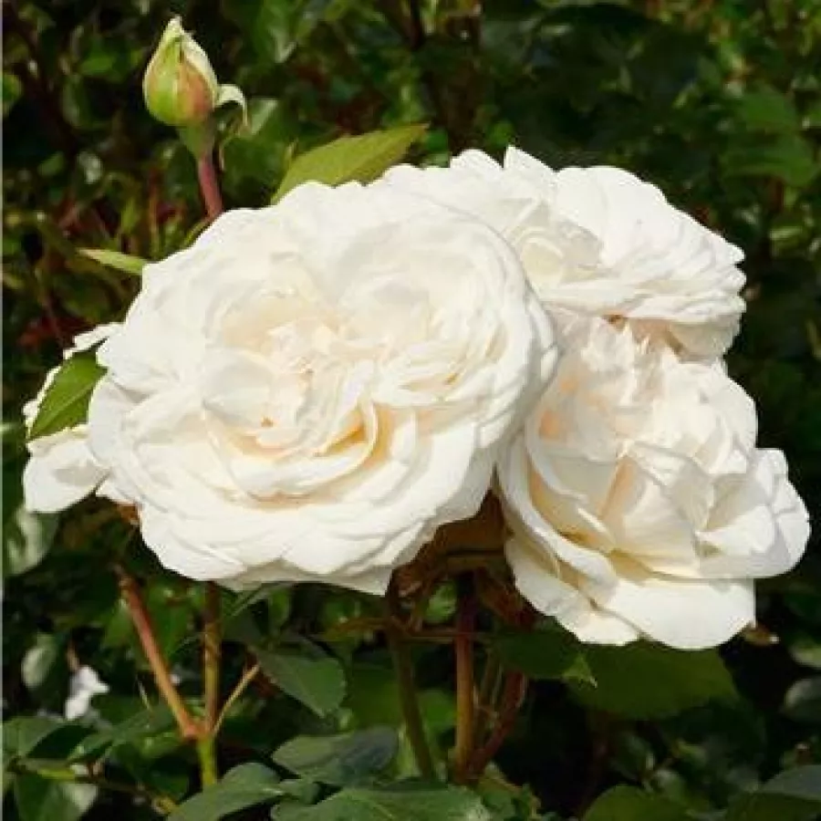 Hibridna čajevka - Ruža - Claus Dalby™ - sadnice ruža - proizvodnja i prodaja sadnica