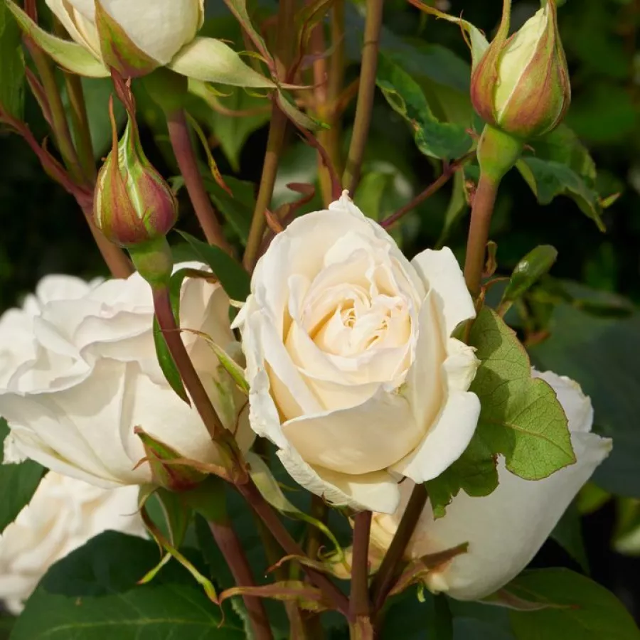 Rosa de fragancia intensa - Rosa - Claus Dalby™ - comprar rosales online