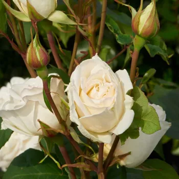 Rosa Claus Dalby™ - blanco - rosales híbridos de té