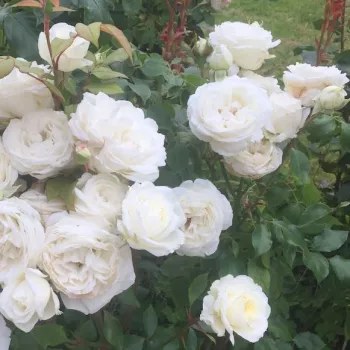 Biały - hybrydowa róża herbaciana - róża o intensywnym zapachu - kwaśny zapach