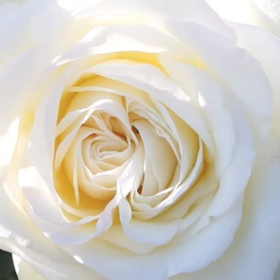 Csúcsos - Rózsa - Claus Dalby™ - online rózsa vásárlás