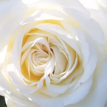 Rózsa rendelés online - fehér - teahibrid rózsa - intenzív illatú rózsa - savanyú aromájú - Claus Dalby™ - (90-100 cm)
