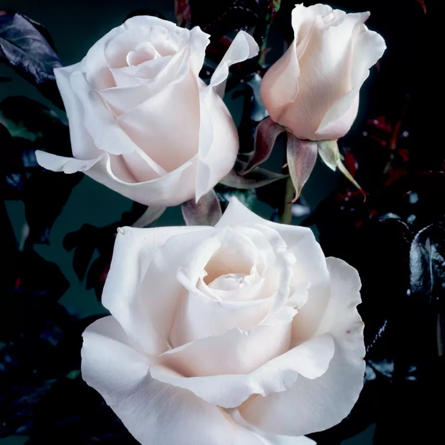 Biały - Róża - Royal Copenhagen™ - Szkółka Róż Rozaria