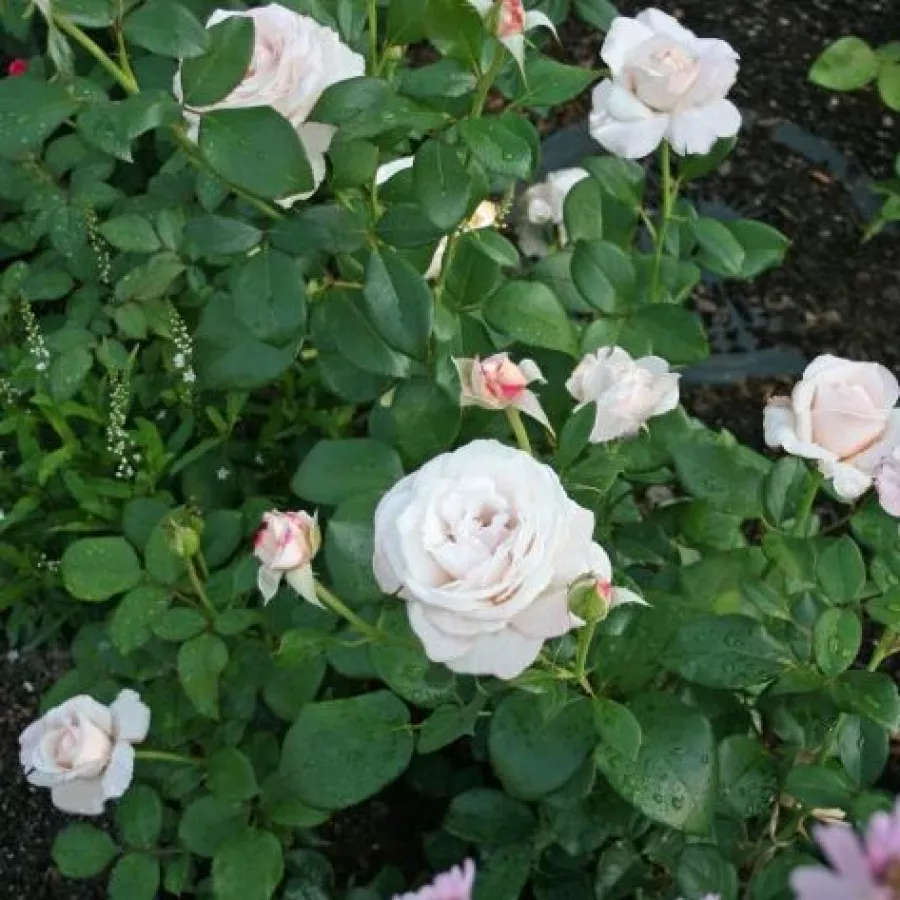 POUlht001 - Rosa - Royal Copenhagen™ - Produzione e vendita on line di rose da giardino