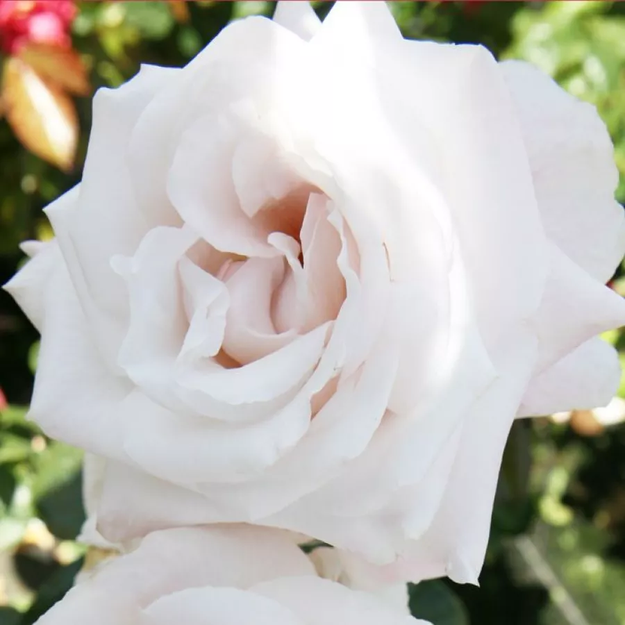 Blanco - Rosa - Royal Copenhagen™ - rosal de pie alto