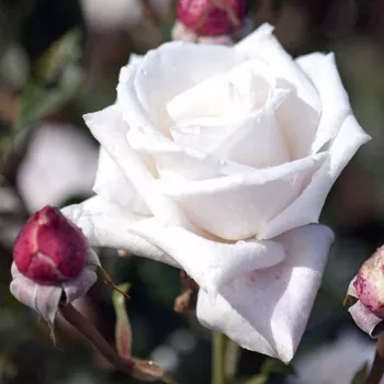 Rosa Royal Copenhagen™ - bijela - ruže stablašice -