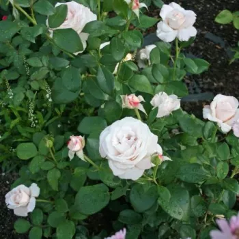 Blanco con tonos rosa claro - árbol de rosas híbrido de té – rosal de pie alto - rosa de fragancia intensa - pomelo