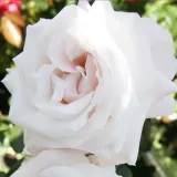 Róża wielkokwiatowa - Hybrid Tea - róża z intensywnym zapachem - biały - Rosa Royal Copenhagen™