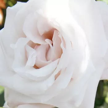 Online rózsa kertészet - fehér - teahibrid rózsa - intenzív illatú rózsa - grapefruit aromájú - Royal Copenhagen™ - (90-100 cm)