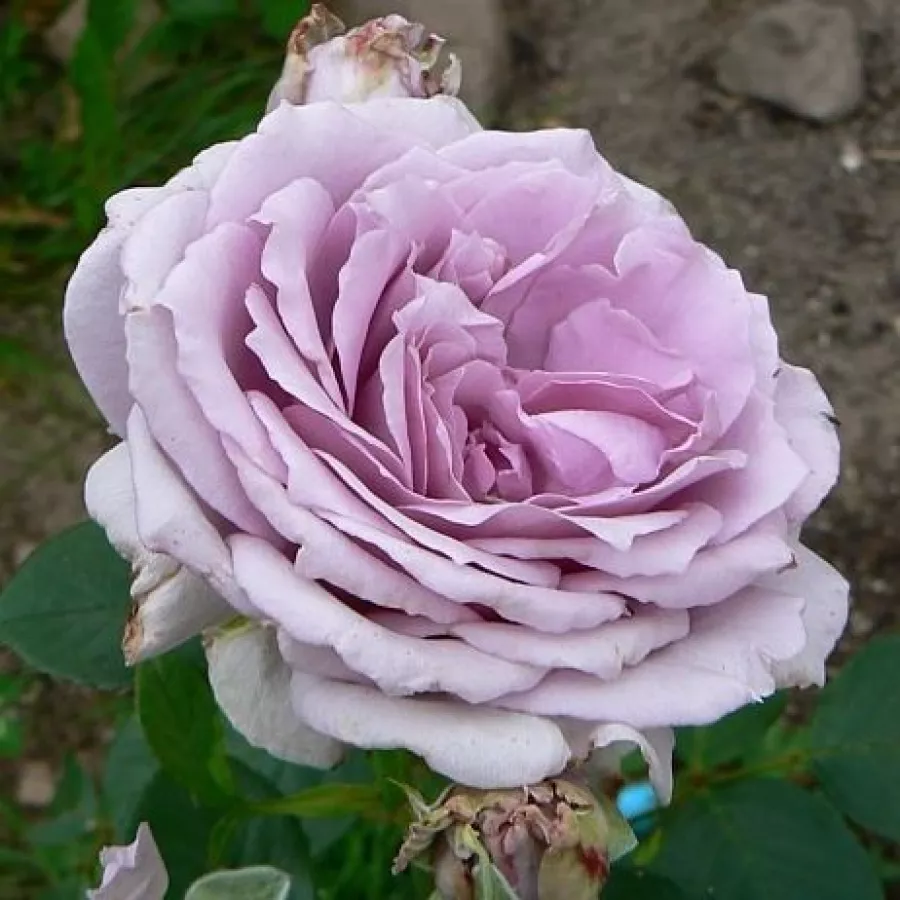 Diskreten vonj vrtnice - Roza - The Scotsman™ - vrtnice online