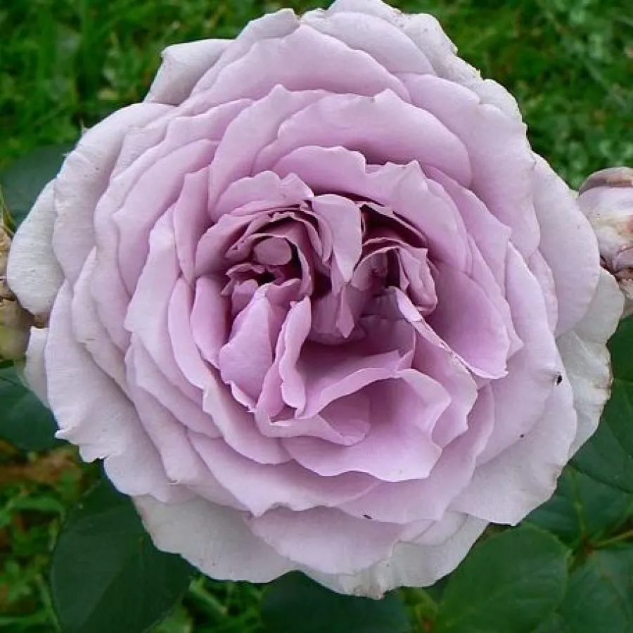 Vrtnice čajevke - Roza - The Scotsman™ - vrtnice online