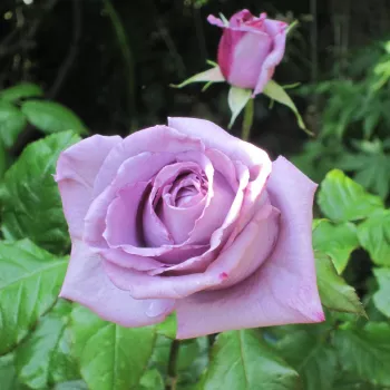 Rosa The Scotsman™ - fioletowy - hybrydowa róża herbaciana