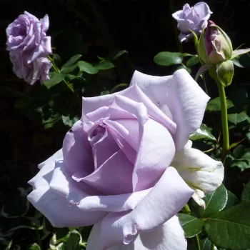 Violett - edelrosen - teehybriden - rose mit diskretem duft - mangoaroma