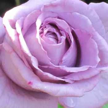 Rózsák webáruháza. - lila - teahibrid rózsa - diszkrét illatú rózsa - mangó aromájú - The Scotsman™ - (90-120 cm)