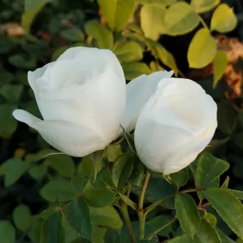 PRAGUE ™ – fehér virágágyi floribunda rózsa - Olesen