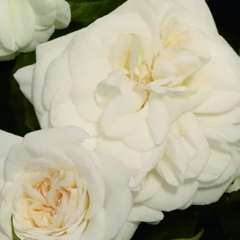 Online rózsa kertészet - fehér - illattalan rózsa - Prague ™ - virágágyi floribunda rózsa - (95-125 cm)