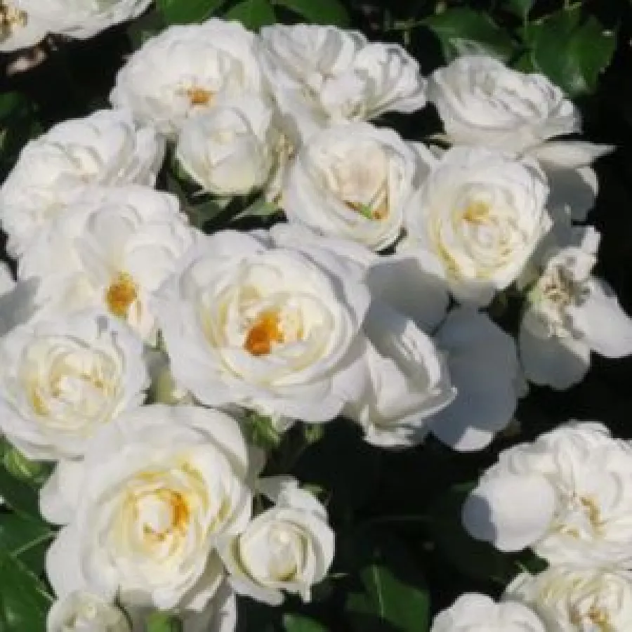 Virágágyi floribunda rózsa - Rózsa - Prague ™ - Online rózsa rendelés