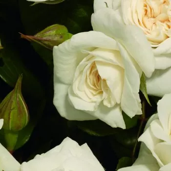 Rosa Prague ™ - bela - vrtnica floribunda za cvetlično gredo