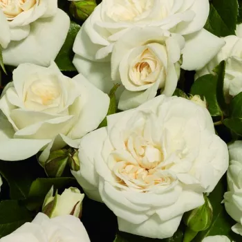 Fehér - virágágyi floribunda rózsa - diszkrét illatú rózsa - édes aromájú