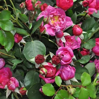 Rosa The Fairy Tale Rose™ - rosa - rosales floribundas
