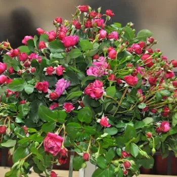 Sötétrózsaszín - virágágyi floribunda rózsa - intenzív illatú rózsa - vanilia aromájú