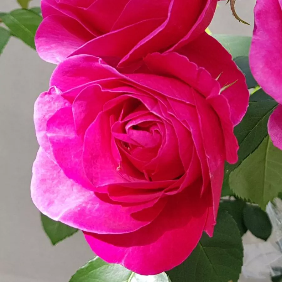 árbol de rosas de flor simple - rosal de pie alto - Rosa - The Fairy Tale Rose™ - rosal de pie alto