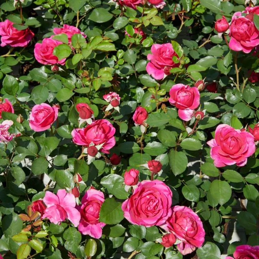 120-150 cm - Rosa - The Fairy Tale Rose™ - rosal de pie alto