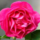 Virágágyi floribunda rózsa - intenzív illatú rózsa - vanilia aromájú - rózsaszín - Rosa The Fairy Tale Rose™ - Online rózsa vásárlás