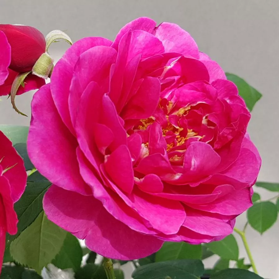 Ruža floribunda za gredice - Ruža - The Fairy Tale Rose™ - sadnice ruža - proizvodnja i prodaja sadnica