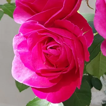 Rosa The Fairy Tale Rose™ - ružičasta - ruža floribunda za gredice