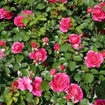 Temno roza - vrtnica floribunda za cvetlično gredo - intenziven vonj vrtnice - aroma vanilje
