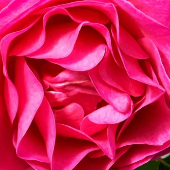 Rosen-webshop - rosa - beetrose floribundarose - rose mit intensivem duft - vanillenaroma - The Fairy Tale Rose™ - (80-90 cm)