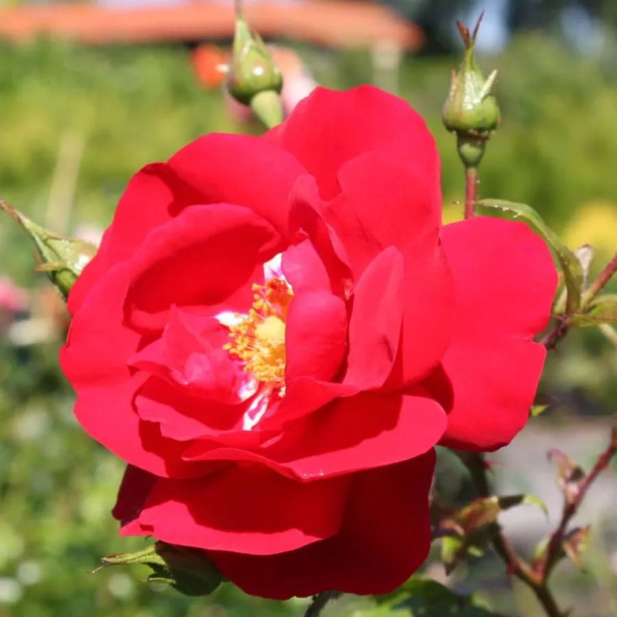 Róża pnąca climber - Róża - Tradition 95 ® - Szkółka Róż Rozaria