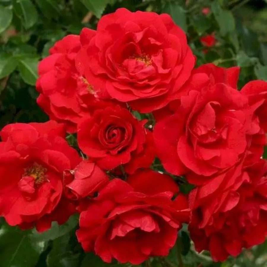 červený - Ruža - Tradition 95 ® - Ruže - online - koupit