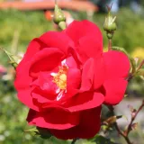 Rdeča - drevesne vrtnice - Rosa Tradition 95 ® - Diskreten vonj vrtnice