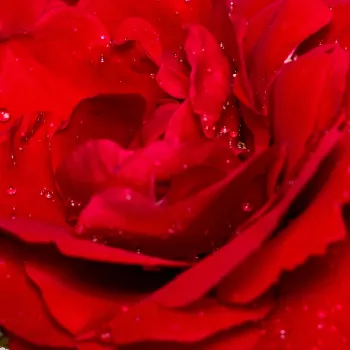 Online rózsa vásárlás - csokros virágú - magastörzsű rózsafa - vörös - Tradition 95 ® - diszkrét illatú rózsa - kajszibarack aromájú
