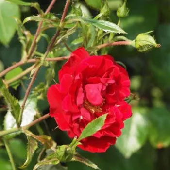 Rosa Tradition 95 ® - rouge - Rosiers lianes (Climber, Kletter)