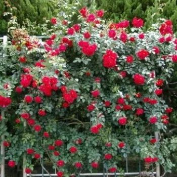 Ciemnoczerwony - róża pnąca climber