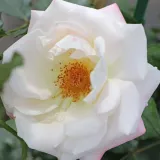 Rosiers polyantha - blanche - non parfumé - Rosa Eisprinzessin ® - Rosier achat en ligne