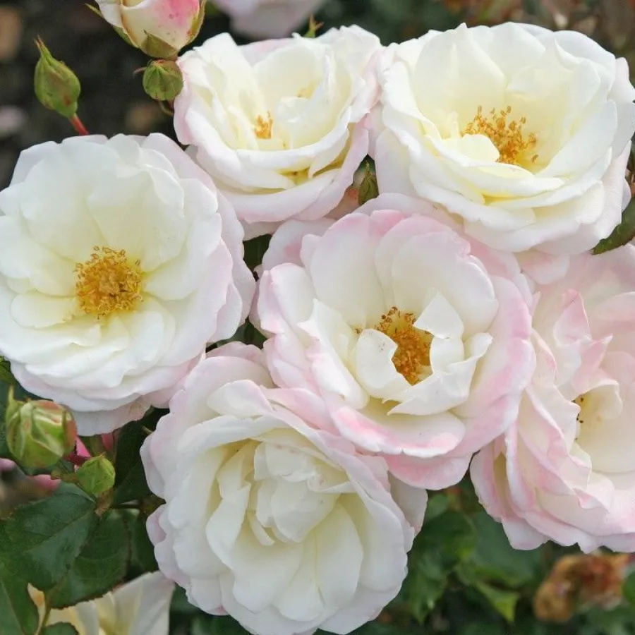 Fehér - Rózsa - Eisprinzessin ® - Online rózsa rendelés
