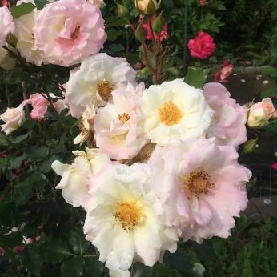 KORettiflus - Trandafiri - Eisprinzessin ® - Trandafiri online