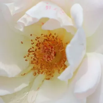 Online rózsa vásárlás - virágágyi floribunda rózsa - fehér - nem illatos rózsa - Eisprinzessin ® - (60-90 cm)