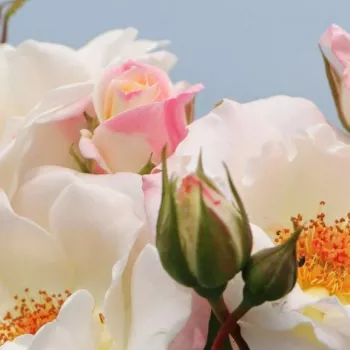 Rosa Eisprinzessin ® - biely - stromčekové ruže - Stromkové ruže, kvety kvitnú v skupinkách