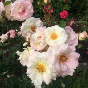 Blanco con tonos rosa - árbol de rosas de flores en grupo - rosal de pie alto   (120-150 cm)