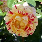 Sárga - vörös - teahibrid rózsa - Online rózsa vásárlás - Rosa Aina® - diszkrét illatú rózsa - kajszibarack aromájú
