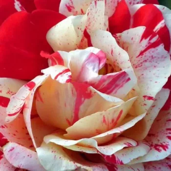 Online rózsa vásárlás - sárga - vörös - teahibrid rózsa - Aina® - diszkrét illatú rózsa - kajszibarack aromájú - (80-90 cm)